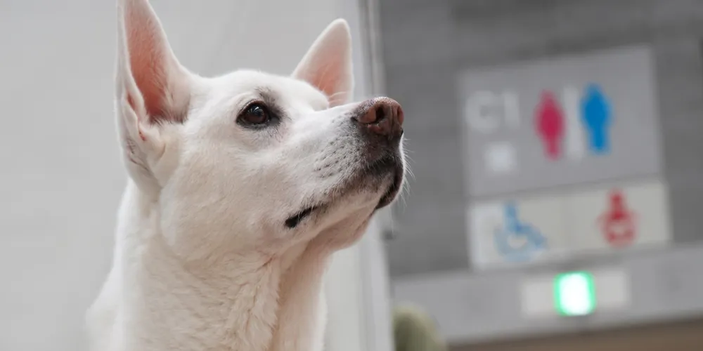 涙やけのケアをしている白い犬