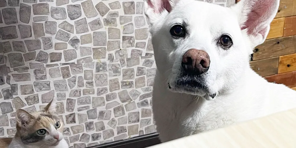【犬の汚れ】犬がシャンプーを嫌いになる原因と対処方法をご紹介！
