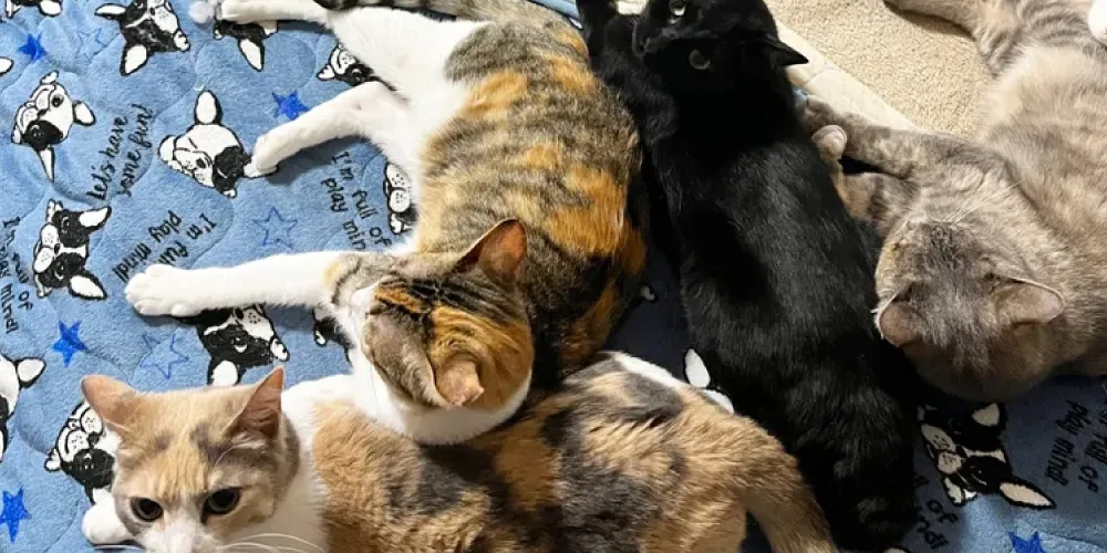 【猫の体についた汚れ】シャンプー嫌いな猫にはドライシャンプーがおすすめ！