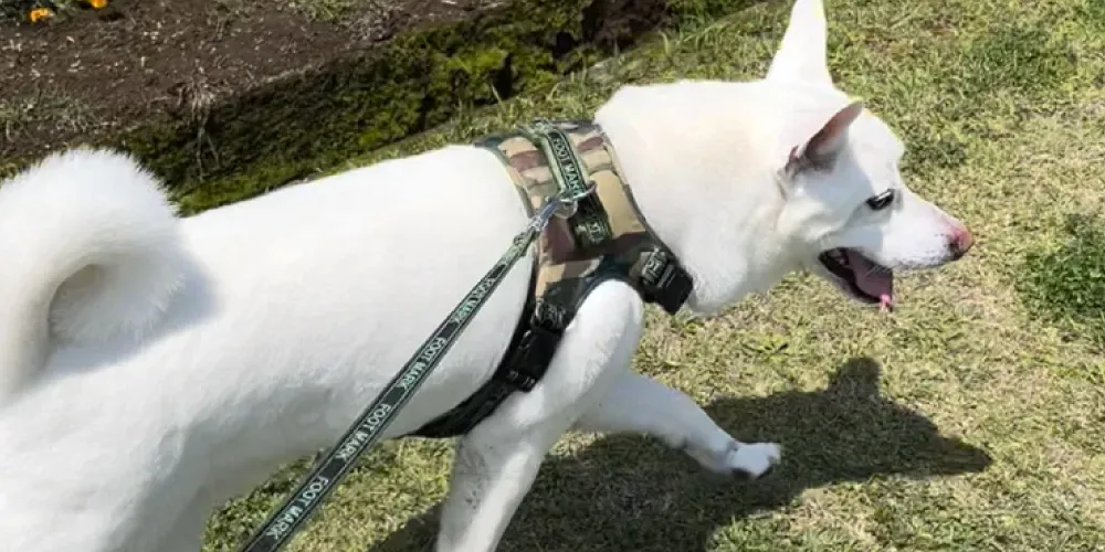 【犬の臭い】犬のおしっこが臭う原因は？自宅でする対処法も紹介！