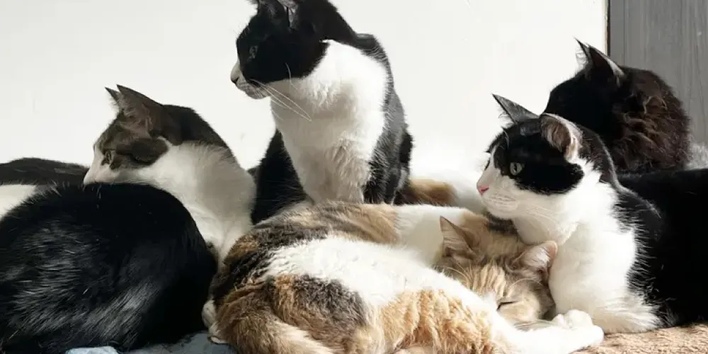 【猫20匹の飼主】猫を多頭飼いするときの注意点や準備するもの