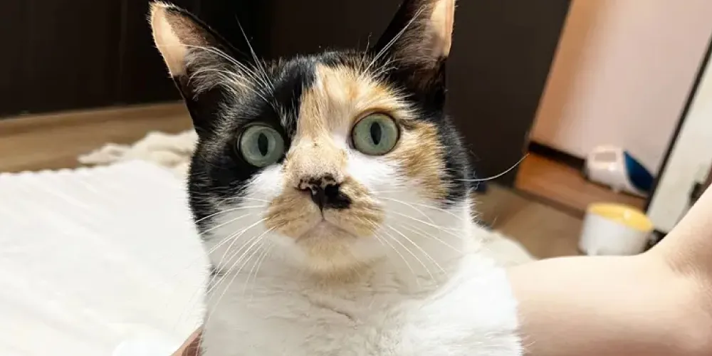 【猫20匹の飼い主】 老猫の体の汚れをドライシャンプーで優しくキレイに！