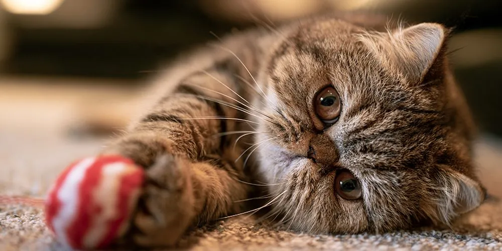 赤いおもちゃを抱えて横になるブラウンタビーのエキゾチックショートヘア