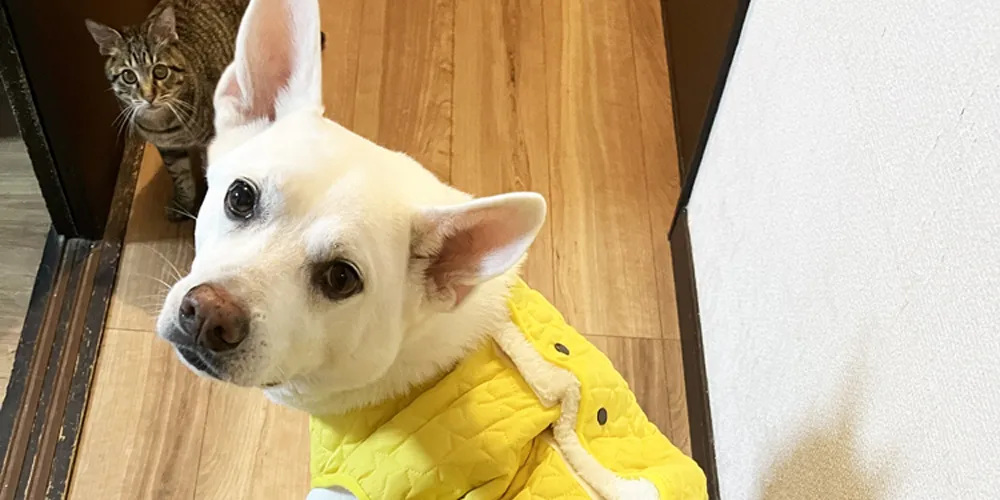 犬がシャンプーを嫌いになる原因とは？