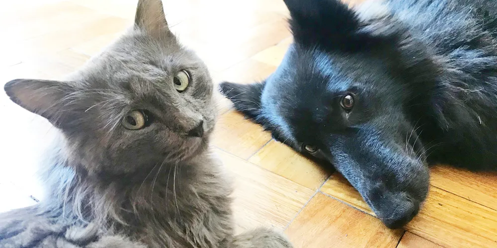 ペット業界別に向いてる人の3つの特徴