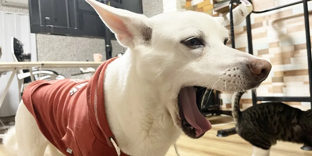 犬の体に多い汚れは？