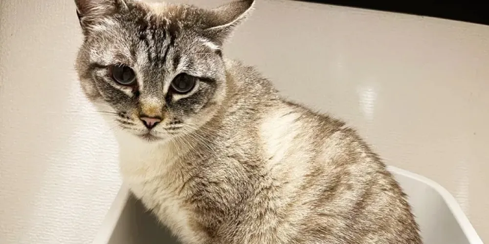 猫の体の汚れにシャンプーをする頻度は?