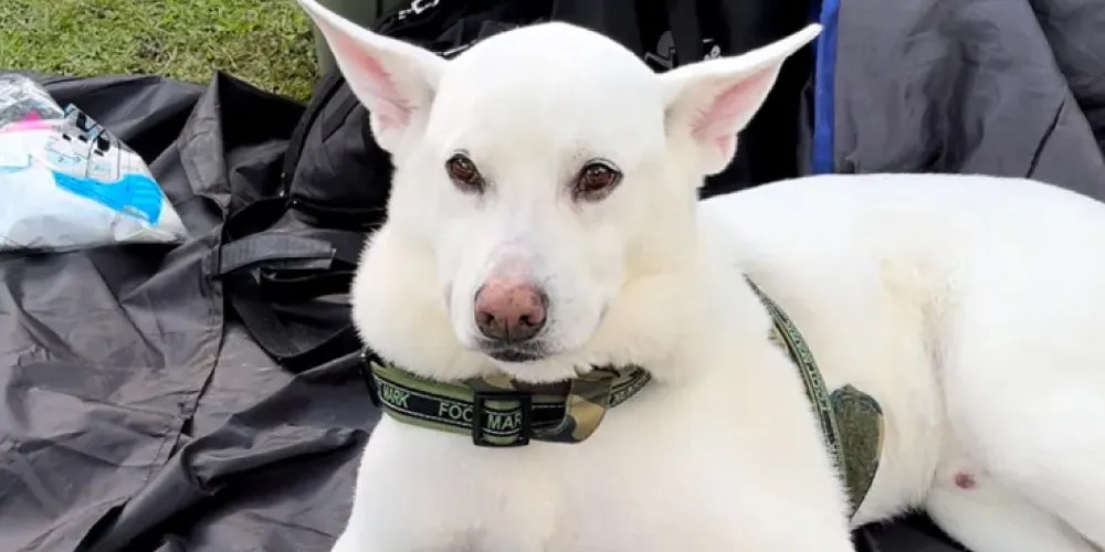 犬のおしっこが臭うのは「アンモニア」が原因
