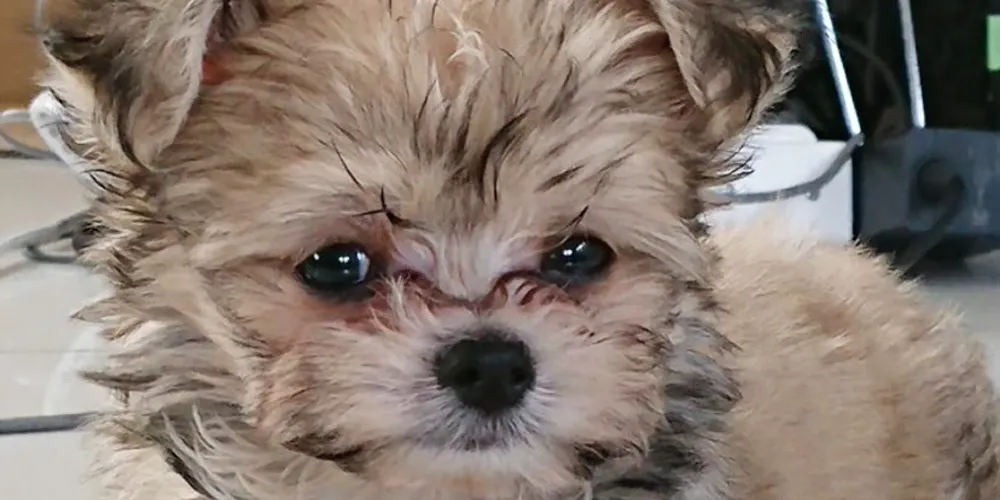 マルチーズ・チワワのMIX・子犬の涙やけ