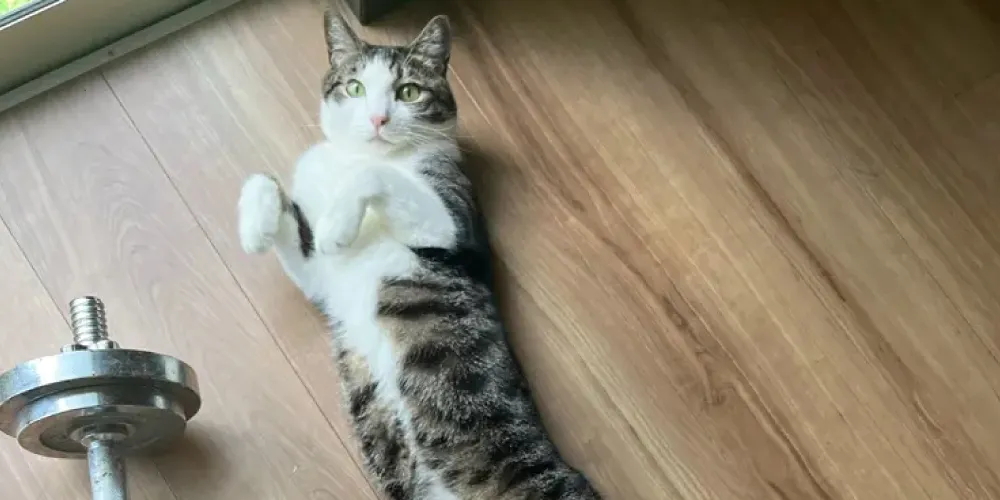 あなたの猫は大丈夫？老化のサインをチェック！