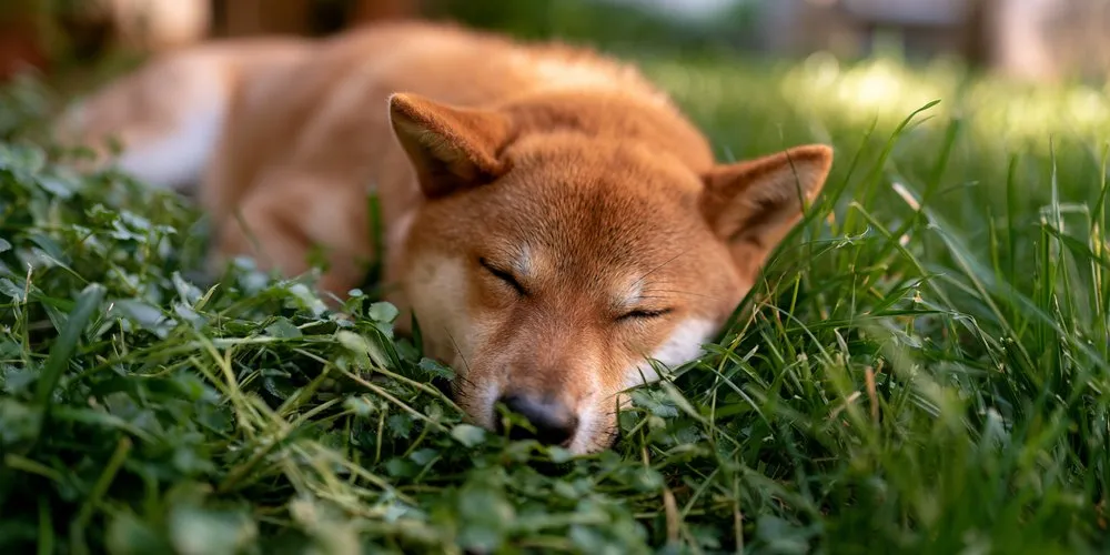 草の上で目を閉じて眠る柴犬