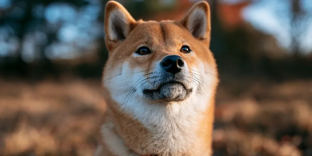 夕方の光の中で正面を向く柴犬の目