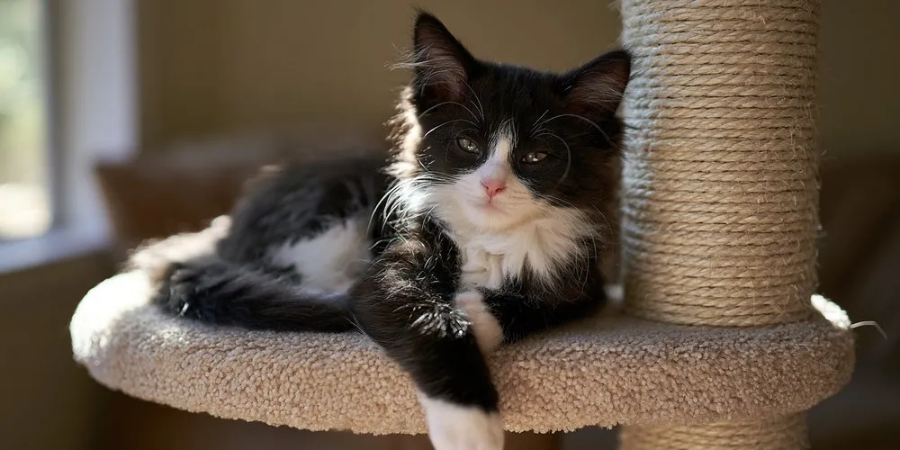 キャットタワーの上で休む白黒の子猫