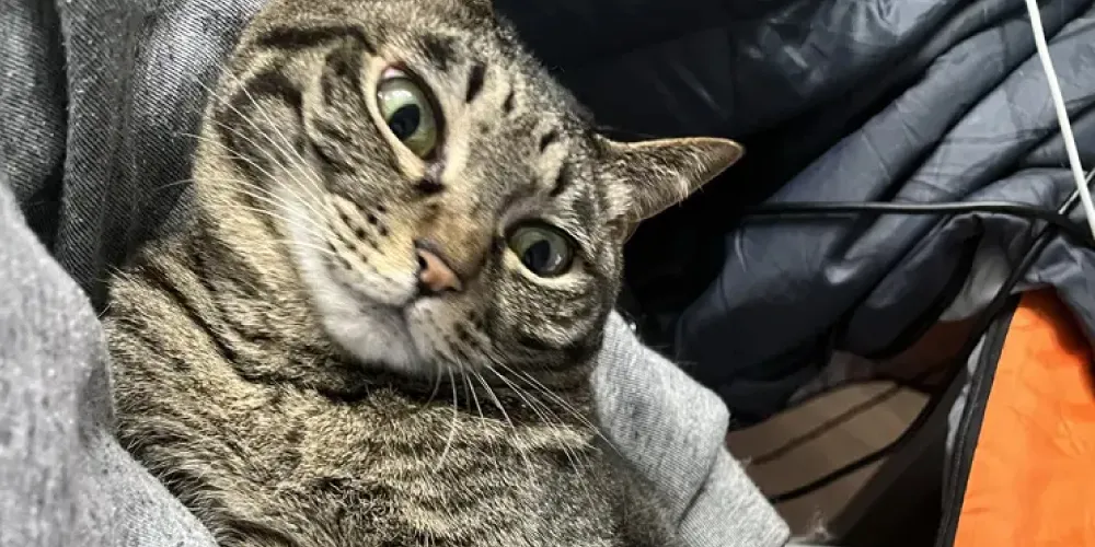 多頭飼いの注意点3:費用