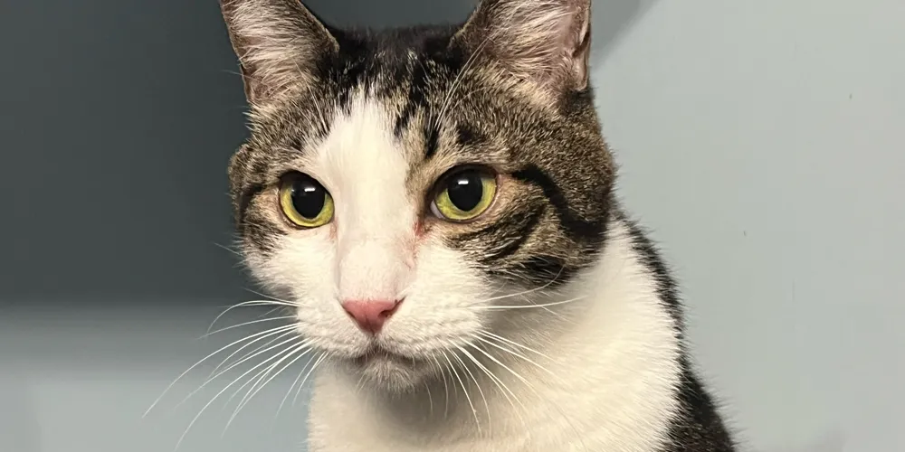 ペットショップスタッフは 愛犬・愛猫の健康面を高める責任