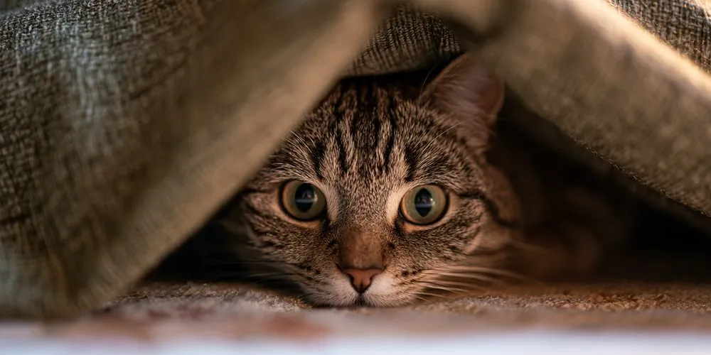 こたつ布団の中から顔を出すキジトラ猫