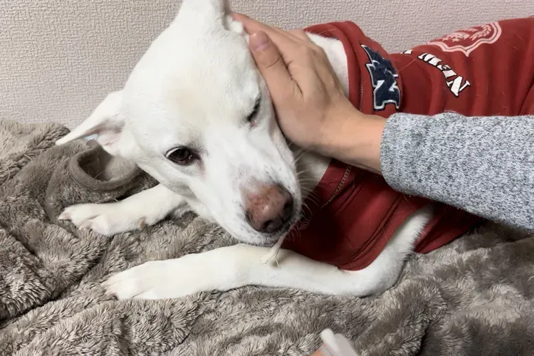 犬の体にマッサージするように成分を馴染ませる