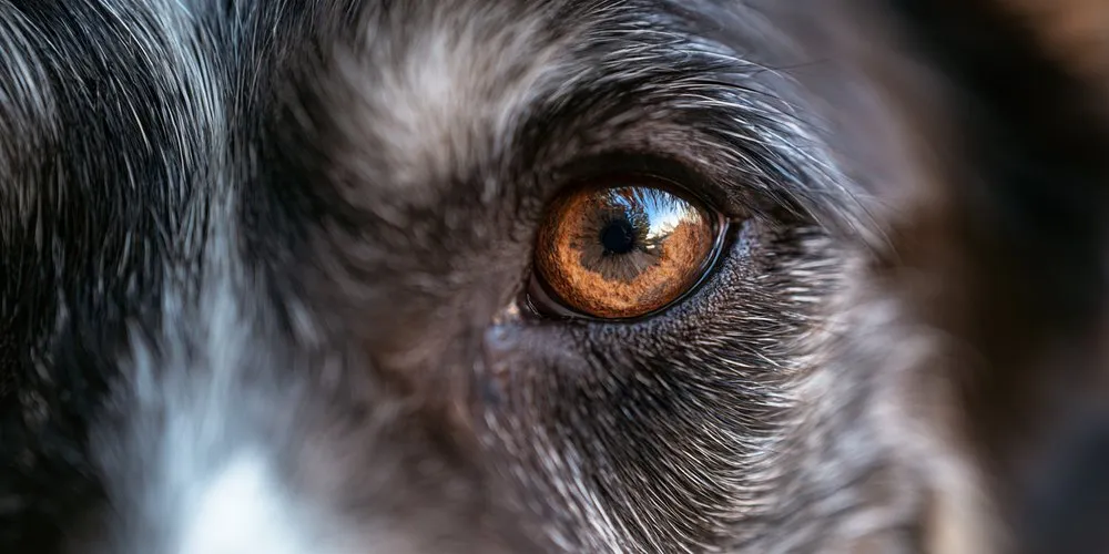 グレーの犬の目のアップ