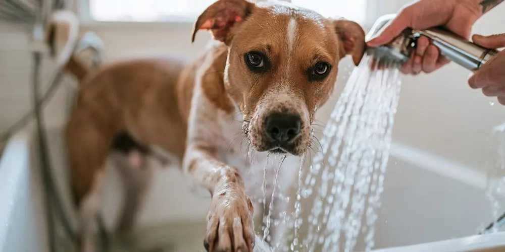 浴槽の中で、シャワーで前足を流されている犬