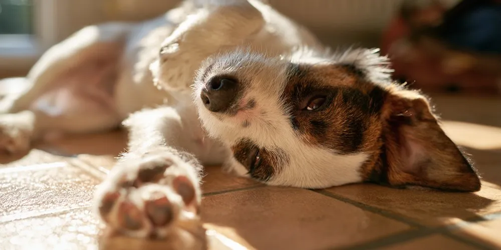 前足の肉球を見せて横になる犬