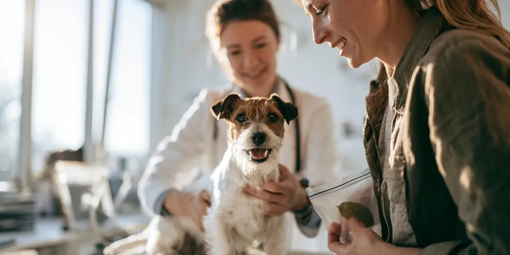 動物病院の診察台の犬と、かじった葉を透明な袋に入れて見せる飼い主