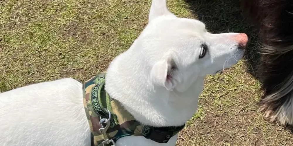 飼い主さんの気を引くため