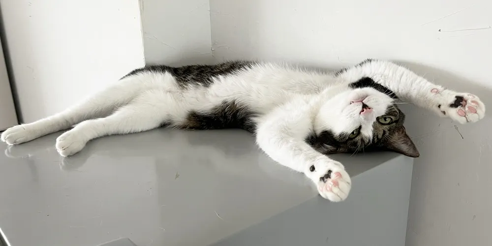 こんなアロマ製品は猫には要注意