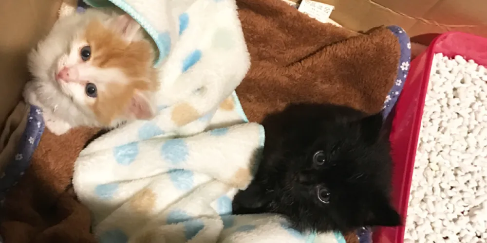 猫のおしっこの臭いまとめ