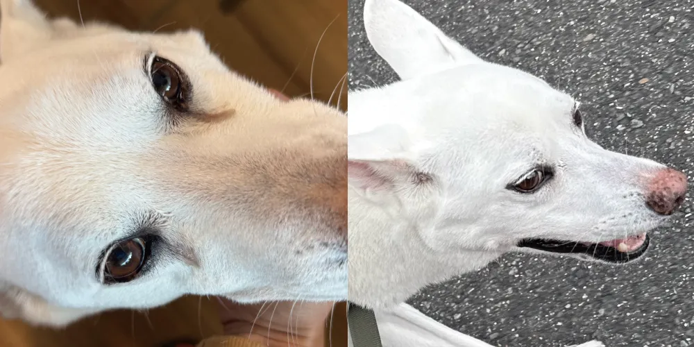 犬の涙やけ改善