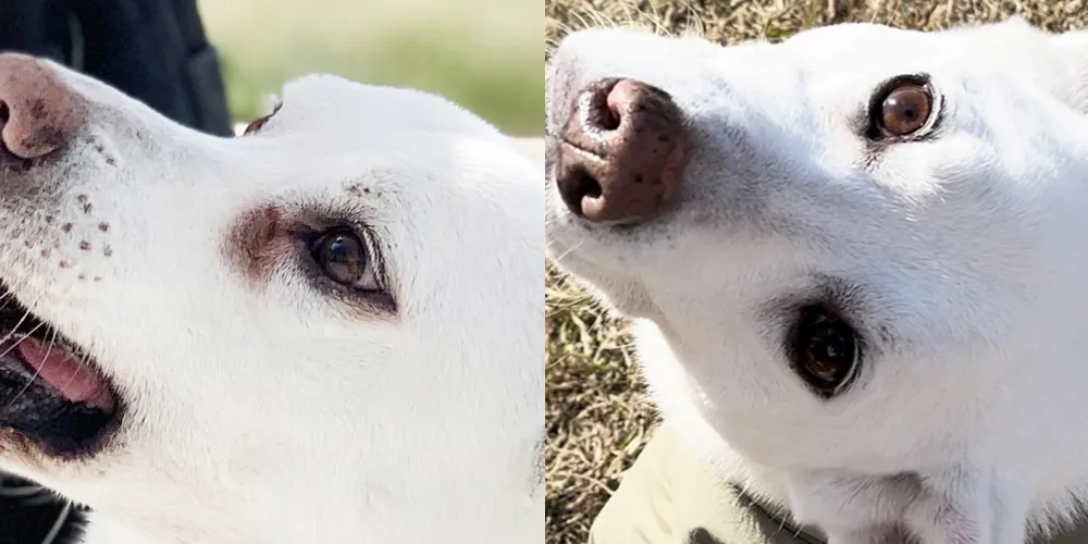 犬の涙やけ