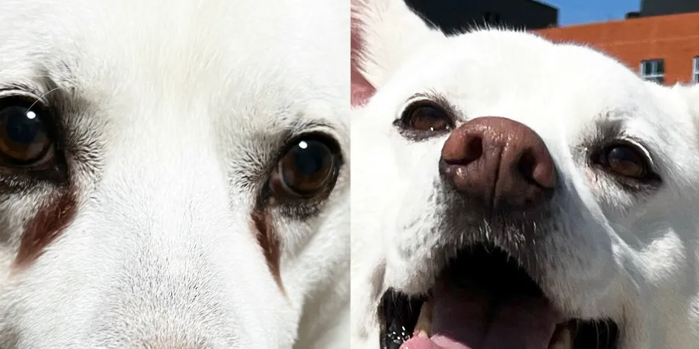 犬の涙やけ改善