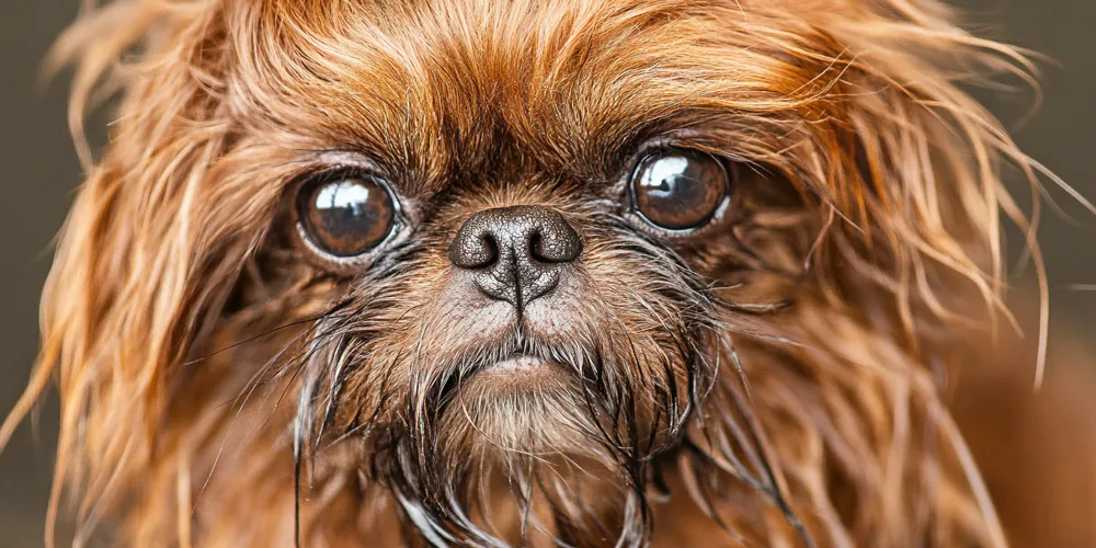 犬の口元のよだれやけ